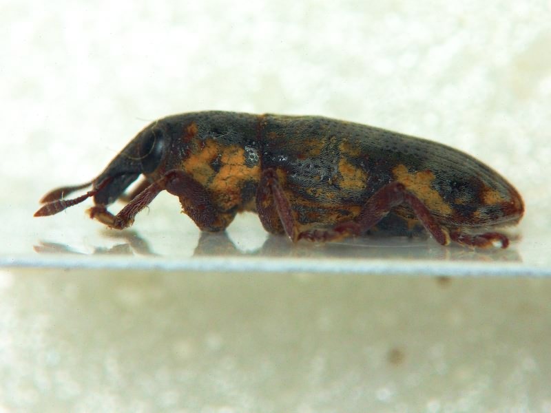 Hypolixus pica (Fabricius, 1798)